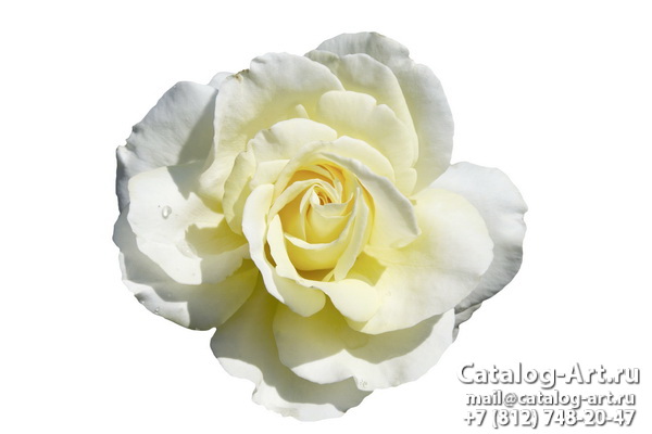Натяжные потолки с фотопечатью - Белые розы 14